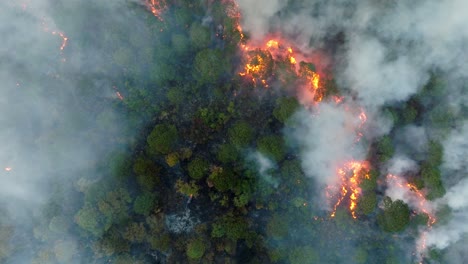 drone: vista estática de arriba hacia abajo de un incendio forestal en un bosque en méxico