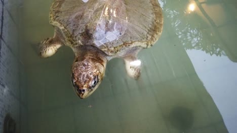 rescued green sea turtle swims, conservation center water pool sanur bali indonesia big reptile closeup, cute animal in danger of extinction