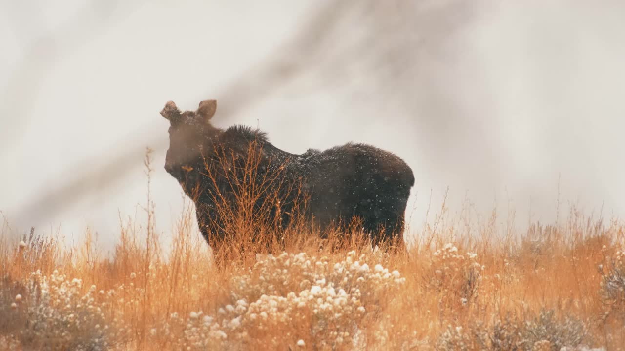 Moose on a ridge in snowstorm in Grand Teton National Park