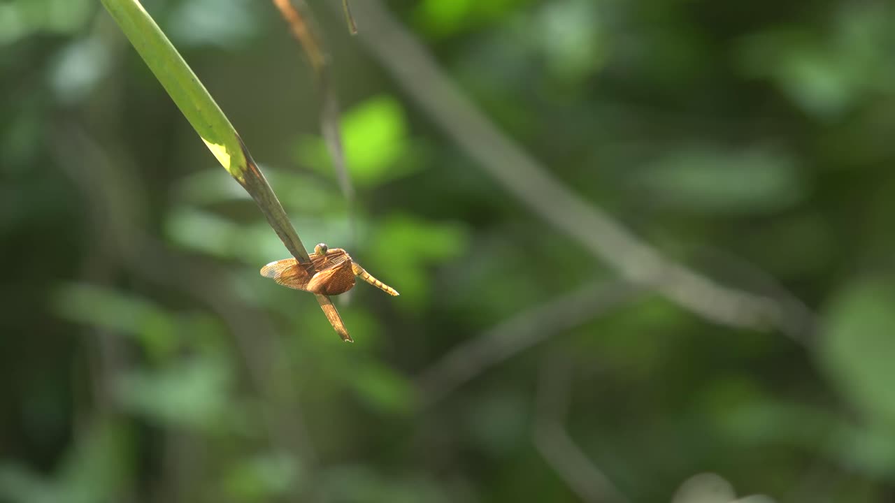 Primo piano di una libellula marrone che riposa su un ramo di pianta verde