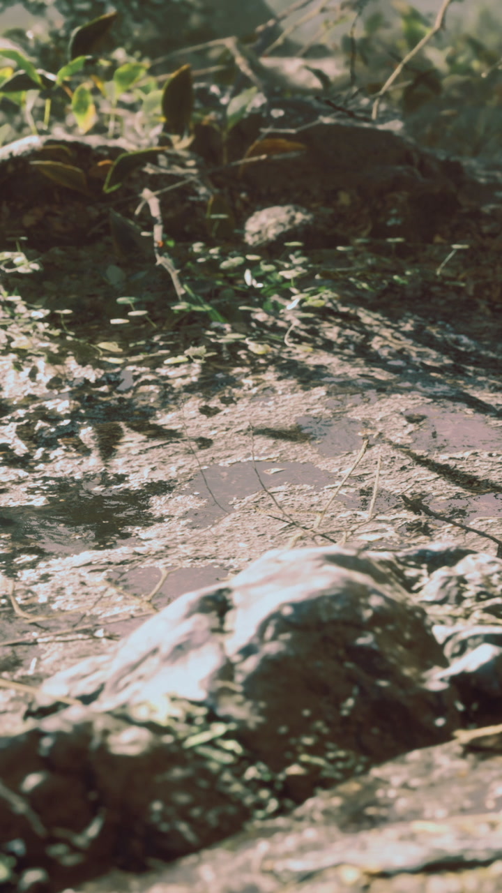 Water puddle on a rock surrounded by plants in sunlight outside