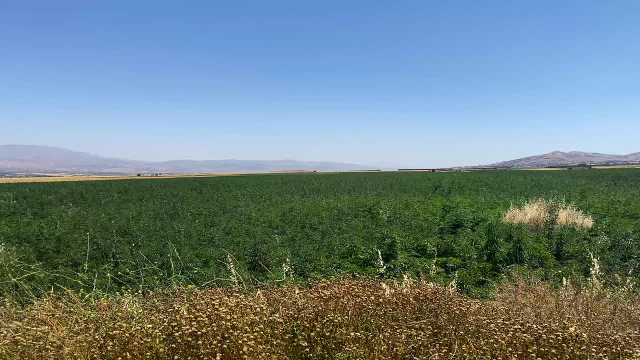 Lübnan'ın Bekaa Vadisi'nde berrak mavi gökyüzü altında gündüz vakti yeşil bir kenevir tarlasının manzarası.