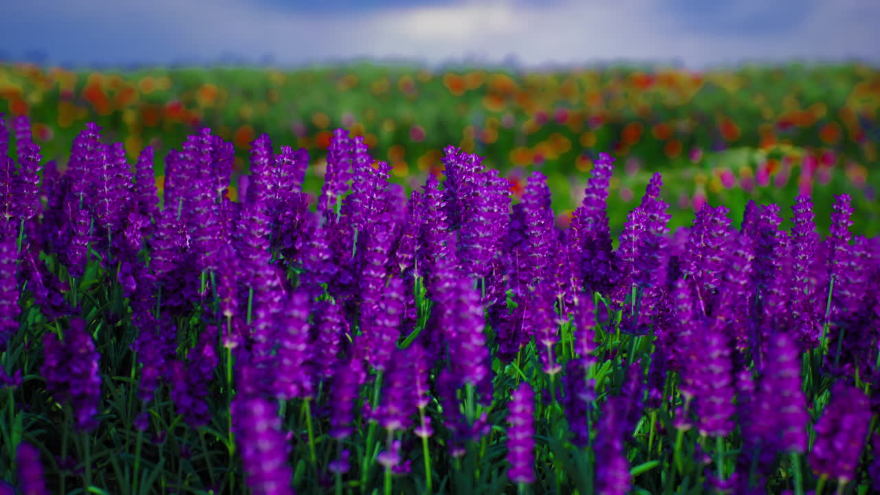 Livlige lilla blomster blomstrer på en frodig, grøn mark under en skyet himmel