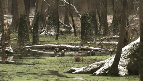 snowy winter day in swamp