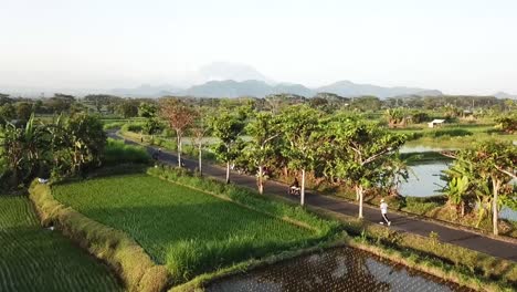 Drone-shot-of-a-motobike-driving-around-ricefield-in-Bali