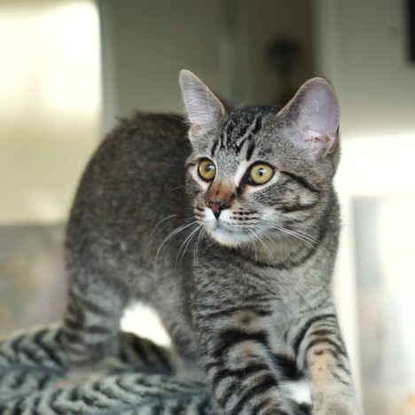 a cat kneading a fur blanket on a coach in slow motion