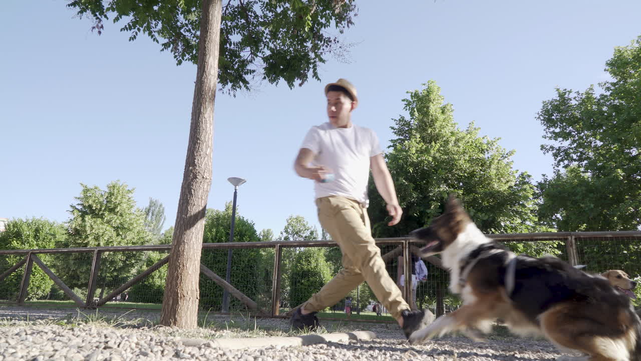 Dog training at the dog park. Climbing a tree and catching a ball