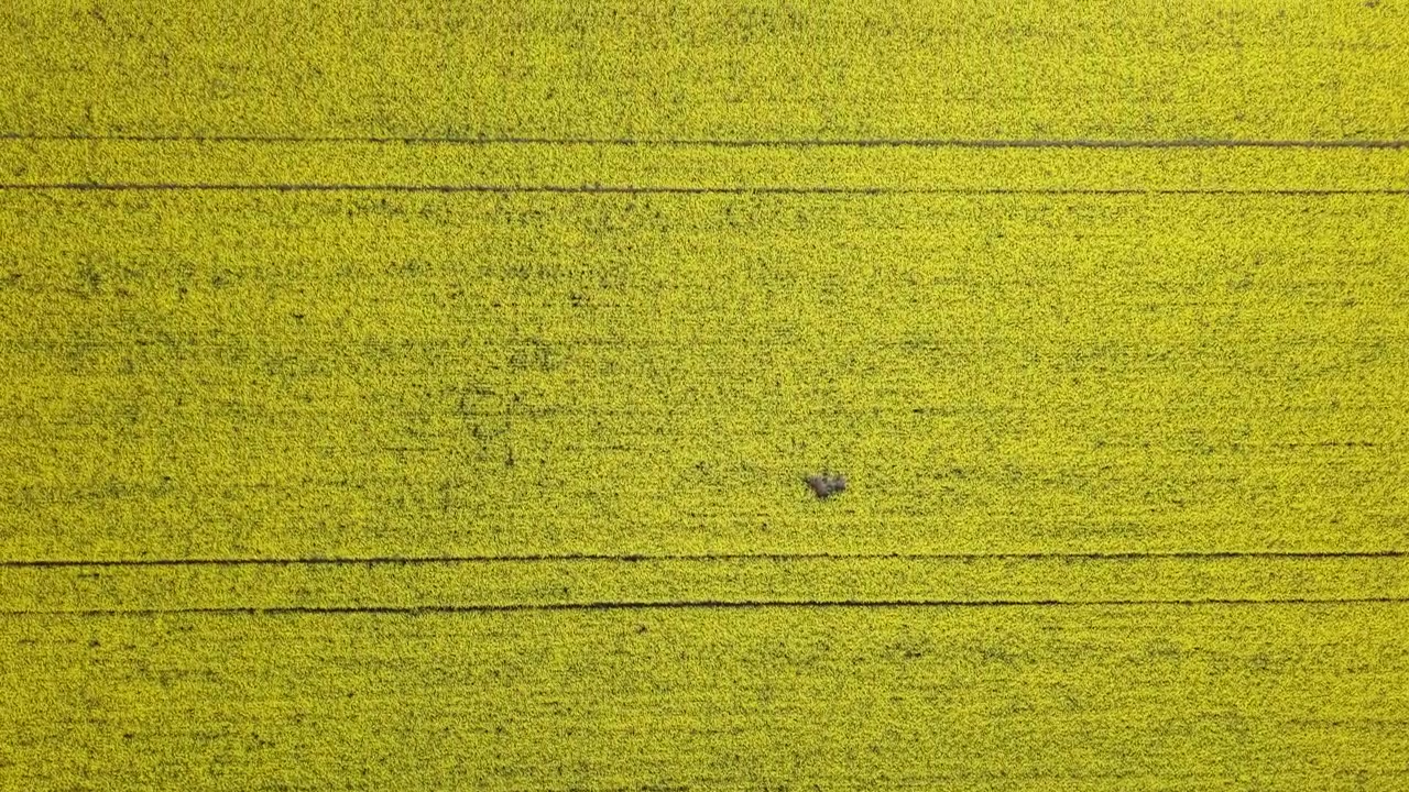 Et luftfoto ovenfra af en levende gul blomstrende rapsmark, der viser rytmiske landbrugsmønstre og naturlige forårsteksturer.