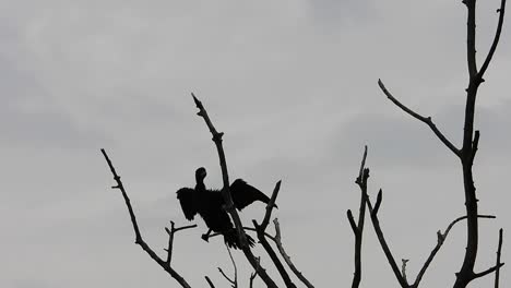 bird in the top of tree