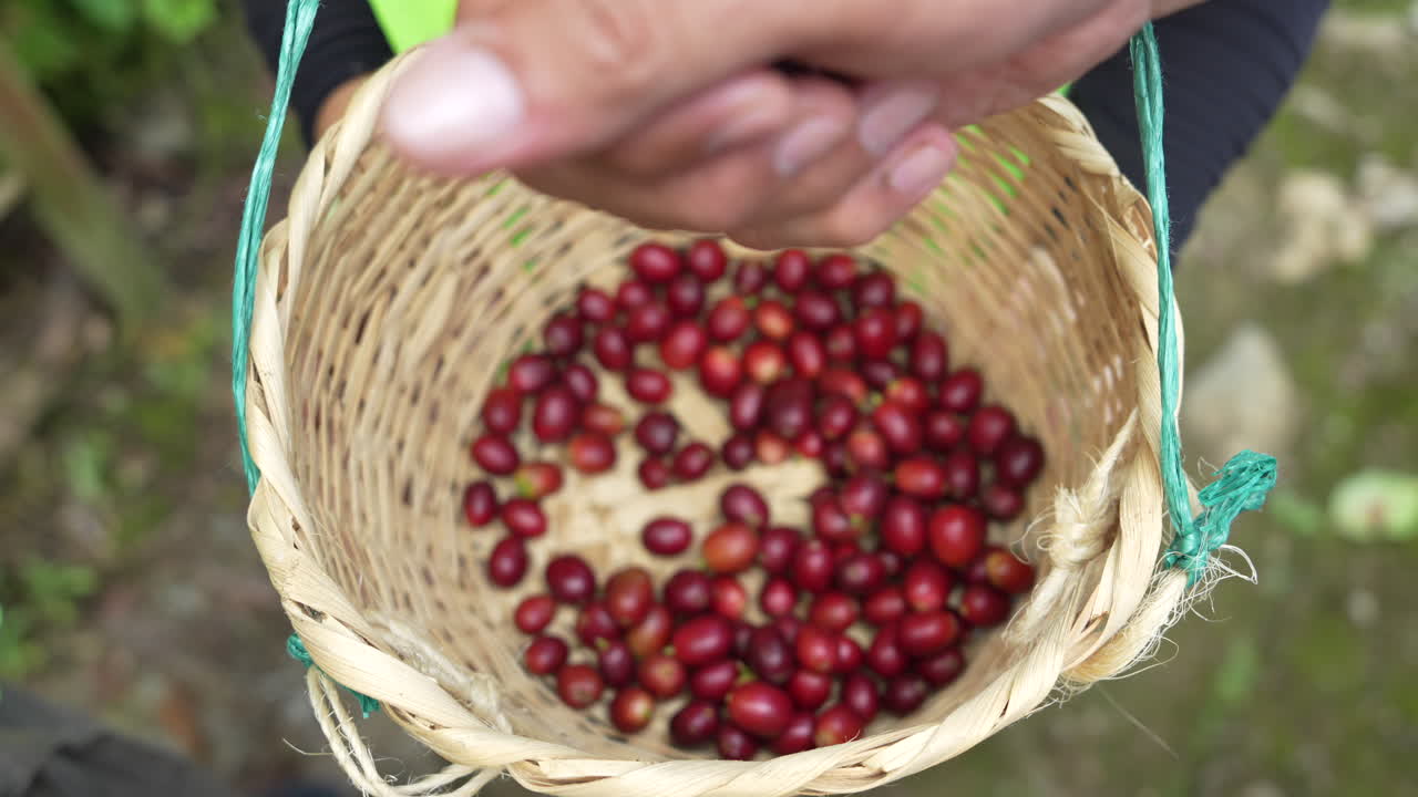 Scatto ravvicinato dettagliato della raccolta a mano di ciliegie di caffè mature in un campo colombiano. Le vivaci ciliegie rosse riempiono un cesto intrecciato sotto la luce naturale del giorno, catturato con precisione