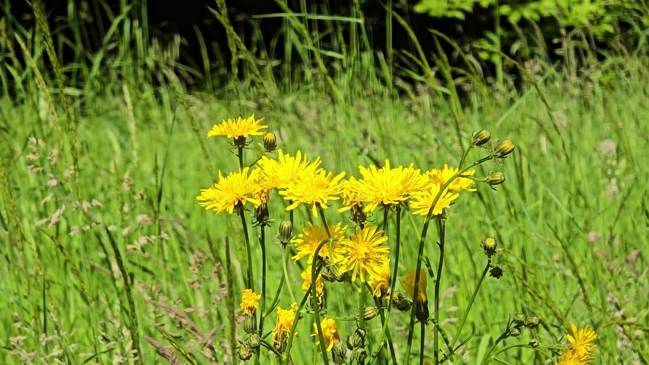 Close-up of hieracium murorum in bloom – wall hawkweed growing in meadow
