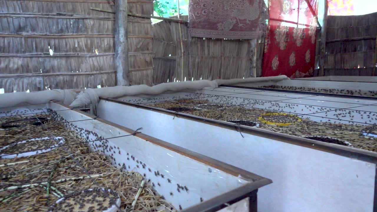 Panoramic view of a cricket farm in Cambodia