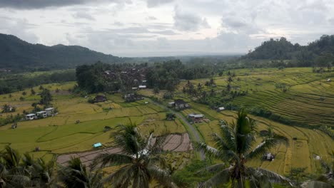 Houses-by-rice-fields-on-green-hills-in-Indonesia,-wide-forward-aerial