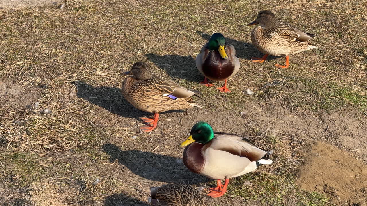 Group of mallard ducks on dry grass and dirt