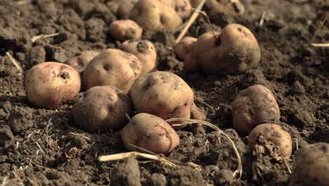 tilt down, freshly harvested potatoes on top of soil in row