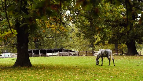 Graues-Pferd,-Das-Friedlich-In-Einer-Rostigen,-Regnerischen-Landschaft-Frisst