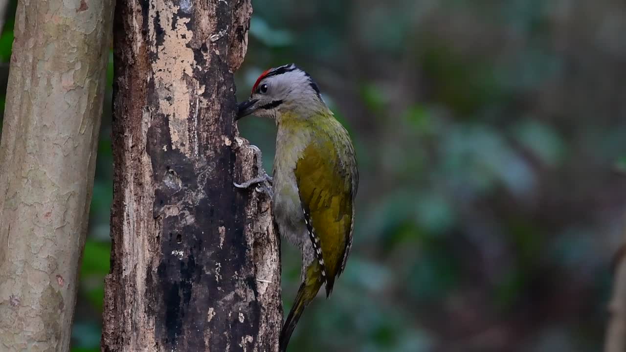 회색 머리 딱따구리는 회색 얼굴 딱따구리라고도 불리며 태국의 많은 국립 공원에서 발견되며 번성하기 위해 서식지를 선택하는 데 매우 특별합니다.