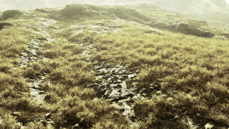 natural landscape with rocky terrain and overgrown grass in soft light