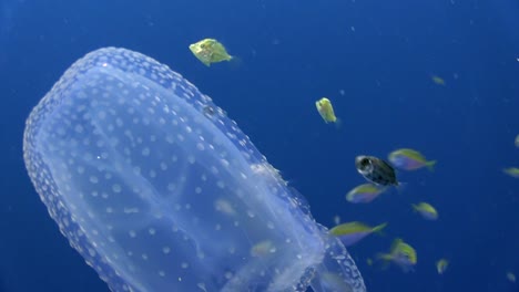 box jellyfish with fish 2