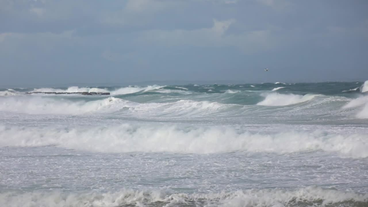 Seagulls flying in high winds
