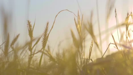 Nahaufnahme-Von-Wildem-Gras-Auf-Maui,-Hawaii,-Das-Bei-Sonnenaufgang-Im-Wind-Weht