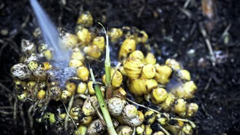 Washing-off-dirt-from-ginger-root-rich-soil-home-gardening-ginger-Harvesting-in-Full-Bloom-home-gardening