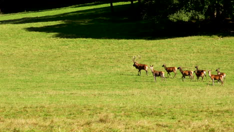 Hirsche-Zur-Paarungszeit-In-Den-Belgischen-Ardennen