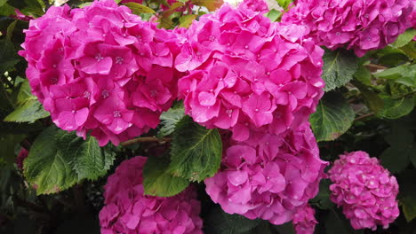 close up of pretty pink flowers of the hydrangea plant in an english garden