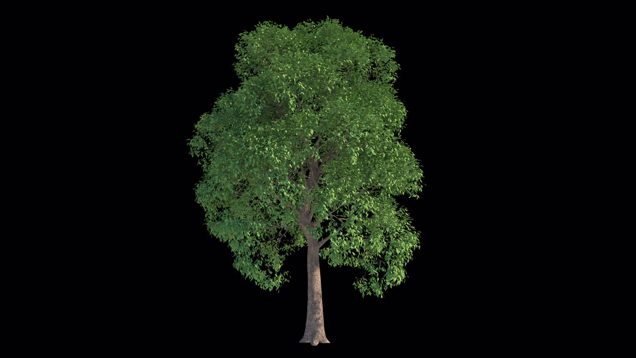 Albero verde isolato con foglie che ondeggiano dolcemente