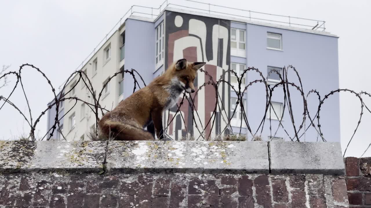 Raposa-vermelha urbana empoleirada em um muro farpado perto de um mural de apartamento em Gosport