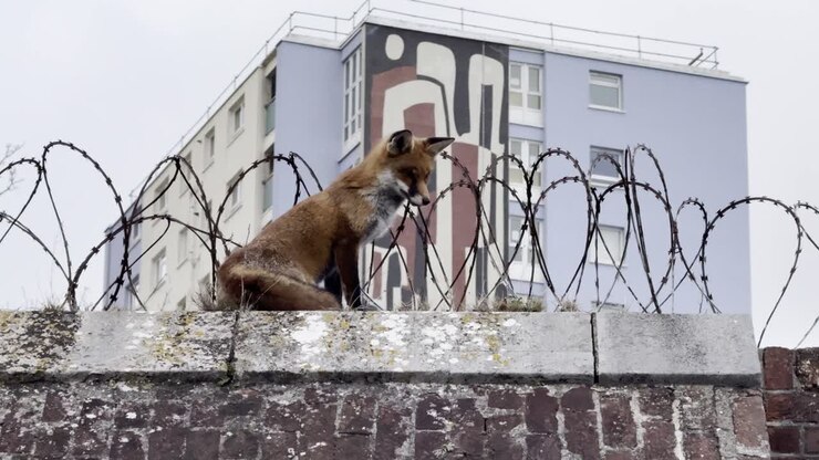 Urban red fox perched on barbed wall near apartment mural in Gosport