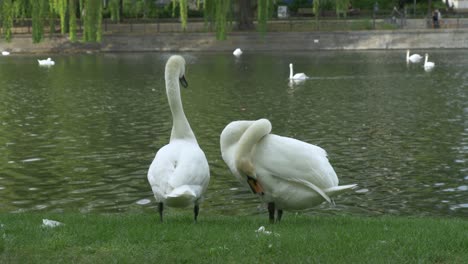 Cool-Cisnes-En-Su-Vida-Cotidiana-En-Un-Parque-En-Berlín,-Alemania