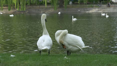 cool cisnes en su vida cotidiana en un parque en berlín, alemania