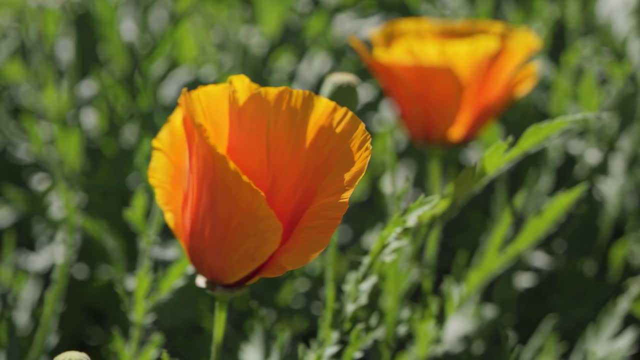 Video ravvicinato di vivaci papaveri arancioni in un giardino, ripreso da un'angolazione bassa.