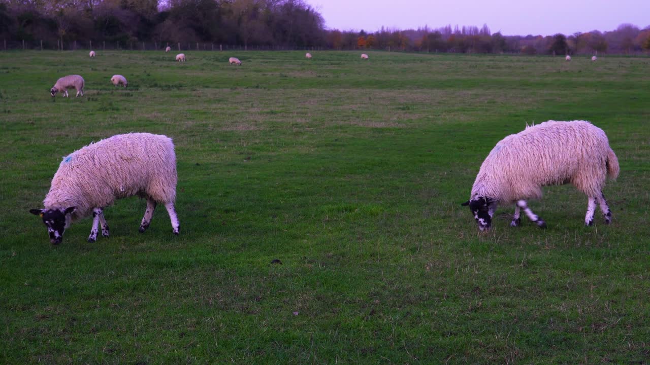 foto de ovejas pastando en el campo verde cercado por la noche