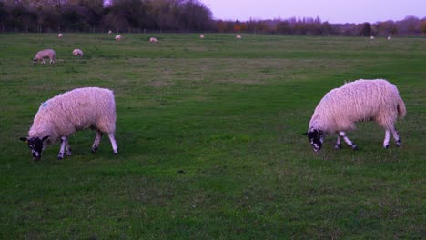 Aufnahme-Von-Schafen,-Die-Abends-Auf-Dem-Grünen,-Eingezäunten-Feld-Grasen