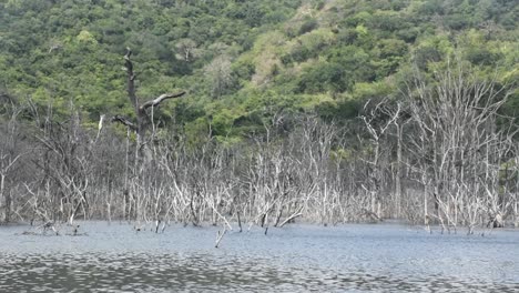 la superficie del tanque de agua dulce se mueve con el viento haciendo olas y el fondo del bosque tropical con árboles muertos