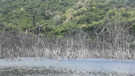 the freshwater tank surface moves with the wind making waves and tropical forest background with dead trees