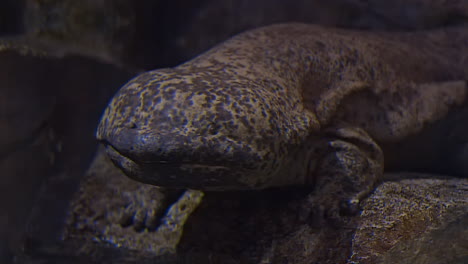 salamandar gigante chinês deitado em silêncio