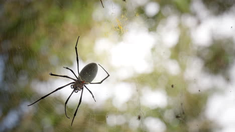 Giant-Golden-Orb-Weaver-Nephila-Pilipes-spider-sits-on-web-in-forest,-arachnid