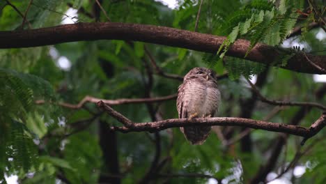 perched on a horizontal branch while looking to the right then faces front and turns suddenly to the left, spotted owlet athene brama, thailand
