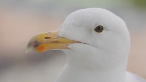 The-head-of-a-seagull-in-close-up.