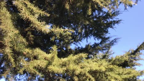 slow motion of pine tree branches with blue sky in background