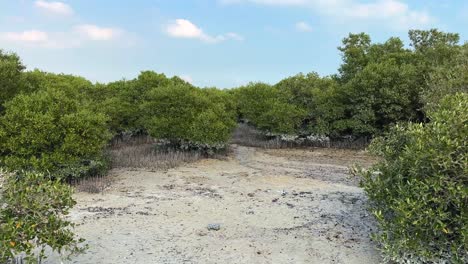 Gezeitenwurzeln-Erscheinen-Jujubebaum-Mangroven-Mangrovenbäume-Bewegen-Sich-Durch-Den-Wind-Am-Strand-Trockene-Erde-Schlammoberfläche-Wolken-Im-Blauen-Klaren-Himmel-Persischer-Golf-Touristenziel-In-Doha-Katar-Grüne-Blätter