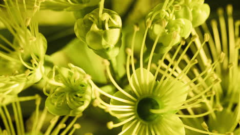 golden penda yellow flower blossom