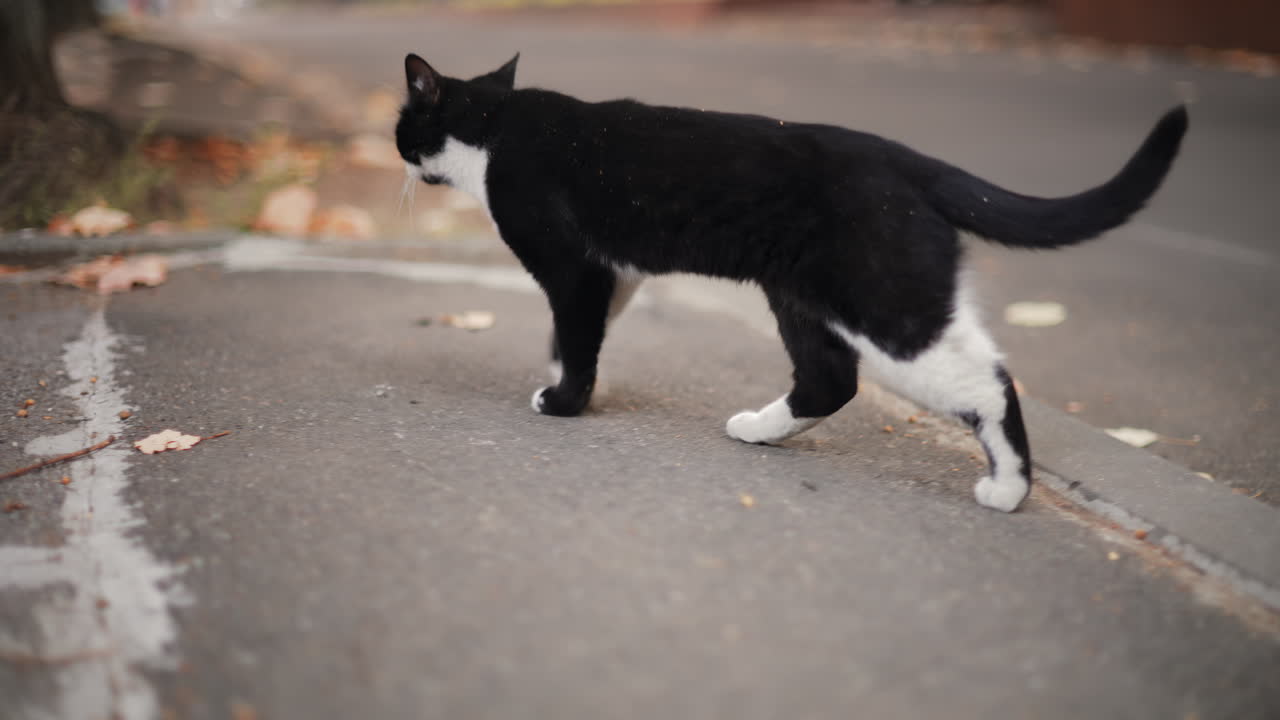 Cat with vivid yellow eyes stands alert against a brick wall, tail raised