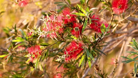 close-up of vibrant bottlebrush flowers in bloom