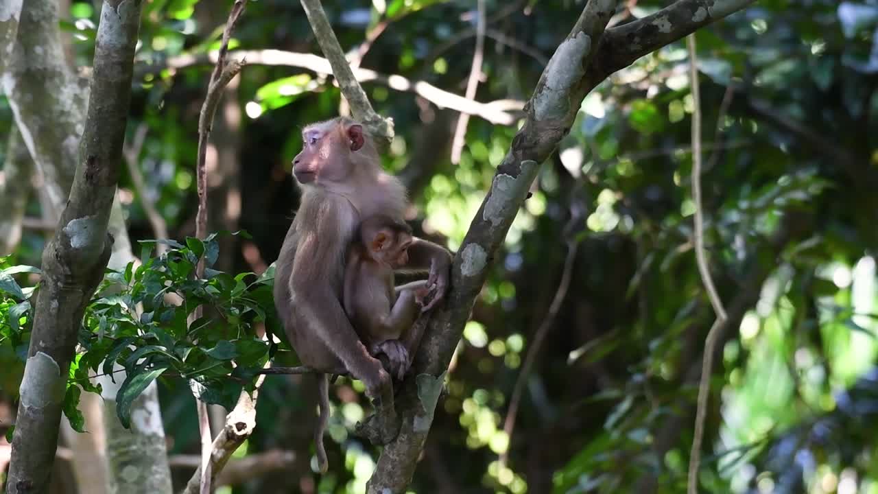 el macaco de cola de cerdo del norte es un primate comúnmente encontrado en el parque nacional de khao yai aunque es una especie vulnerable.