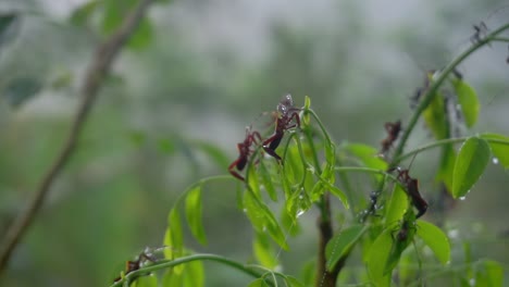 A-group-of-insects-are-perched-on-plant