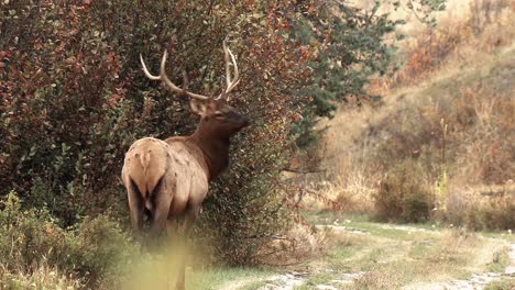 Elche-Wandern-Auf-Einem-Hügel-Und-Grasen-In-Der-Abenddämmerung